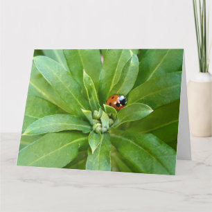 Ladybug auf Blume Karte