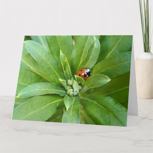 Ladybug auf Blume Karte (Vorderseite)