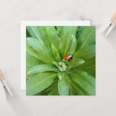 Ladybug auf Blume Karte (Vorderseite/Rückseite Beispiel)