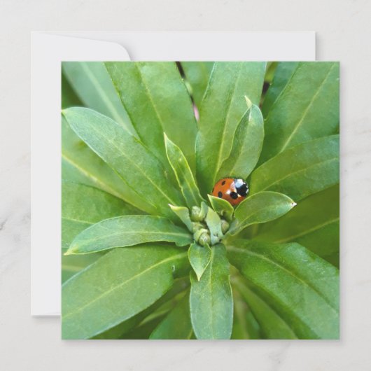 Ladybug auf Blume Karte (Vorderseite)