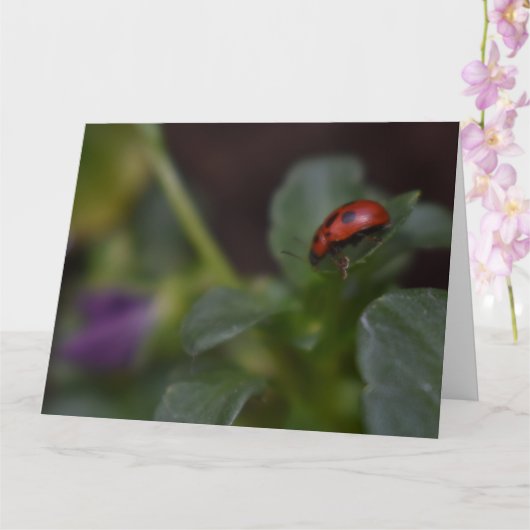 Ladybug auf Blume Karte (Orchidee)