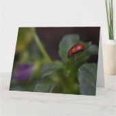 Ladybug auf Blume Karte (Vorderseite)