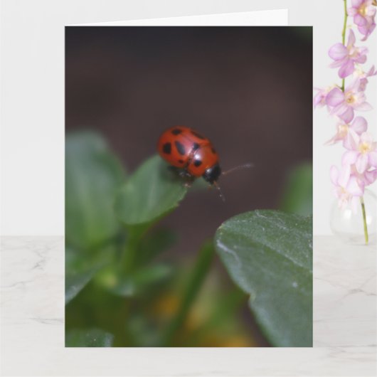 Ladybug auf Blume Karte (Orchidee)