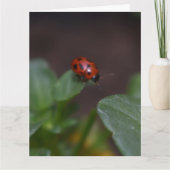 Ladybug auf Blume Karte (Vorderseite)