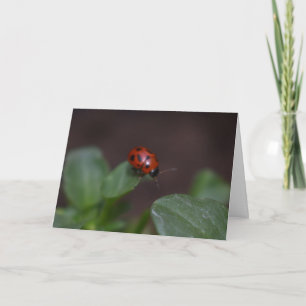 Ladybug auf Blume Karte