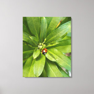 Ladybug auf Blume Leinwanddruck