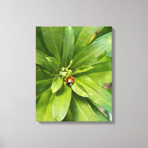 Ladybug auf Blume Leinwanddruck