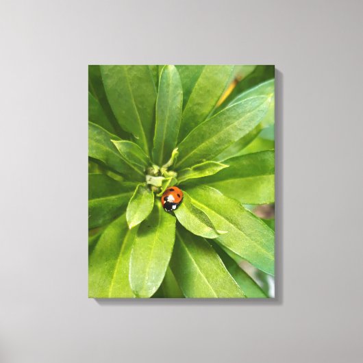 Ladybug auf Blume Leinwanddruck (Vorderseite)