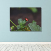Ladybug auf Blume Leinwanddruck (Insitu (Holzboden))