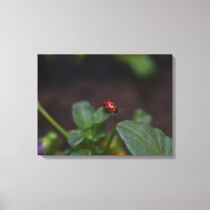 Ladybug auf Blume Leinwanddruck