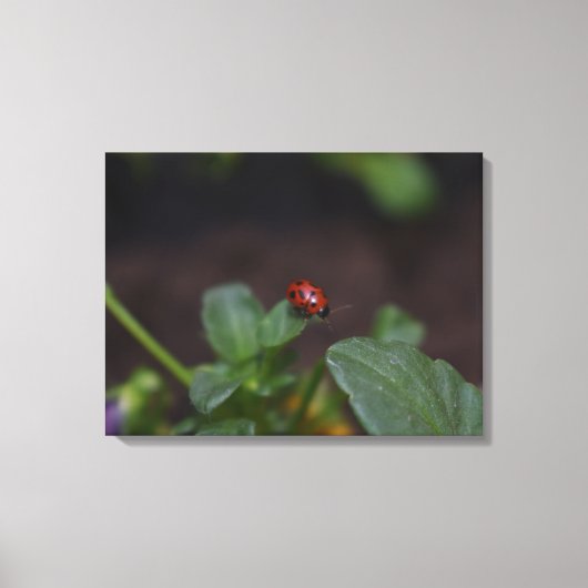 Ladybug auf Blume Leinwanddruck (Vorderseite)