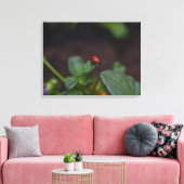 Ladybug auf Blume Leinwanddruck (Insitu (Wohnzimmer))