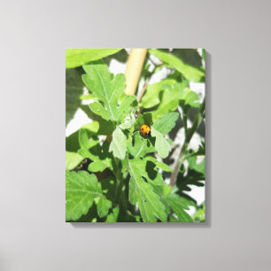 Ladybug auf Blume Leinwanddruck