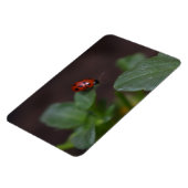 Ladybug auf Blume Magnet (Linke Seite)