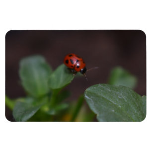 Ladybug auf Blume Magnet