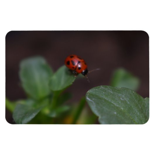 Ladybug auf Blume Magnet (Horizontal)