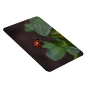 Ladybug auf Blume Magnet (Rechte Seite)