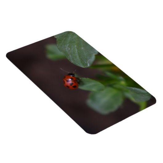 Ladybug auf Blume Magnet (Rechte Seite)