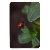 Ladybug auf Blume Magnet (Vertikal)