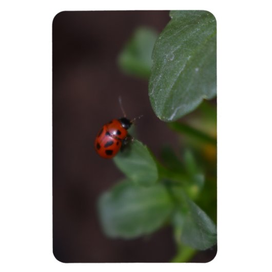 Ladybug auf Blume Magnet (Vertikal)