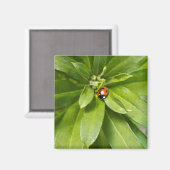 Ladybug auf Blume Magnet (Vorderseite/Rückseite)