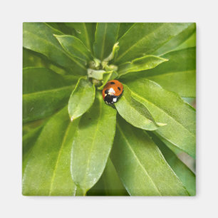 Ladybug auf Blume Magnet