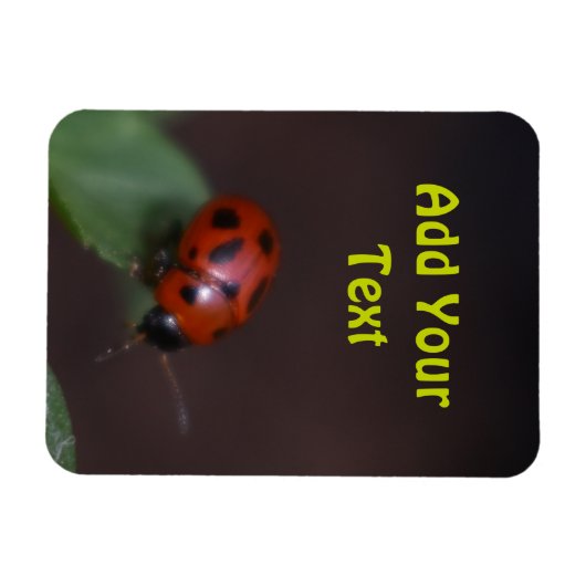 Ladybug auf Blume Magnet (Horizontal)