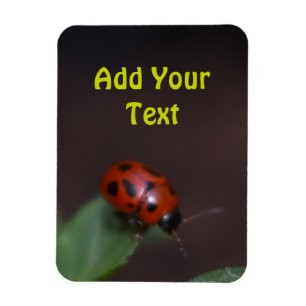 Ladybug auf Blume Magnet