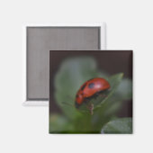 Ladybug auf Blume Magnet (Vorderseite/Rückseite)