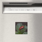 Ladybug auf Blume Magnet (In Situ (Geschirrspüler))