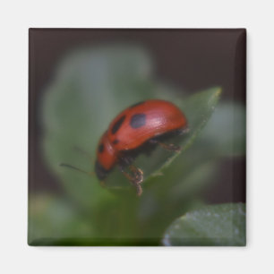 Ladybug auf Blume Magnet