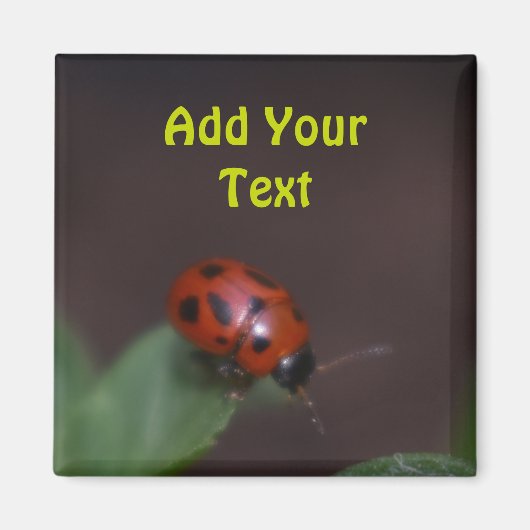 Ladybug auf Blume Magnet (Vorne)