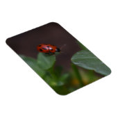 Ladybug auf Blume Magnet (Rechte Seite)