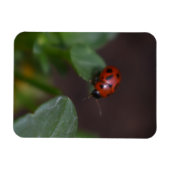 Ladybug auf Blume Magnet (Horizontal)