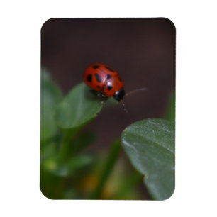 Ladybug auf Blume Magnet