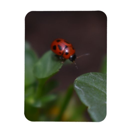 Ladybug auf Blume Magnet (Vertikal)