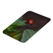 Ladybug auf Blume Magnet (Linke Seite)