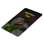 Ladybug auf Blume Magnet (Linke Seite)