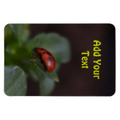 Ladybug auf Blume Magnet (Horizontal)