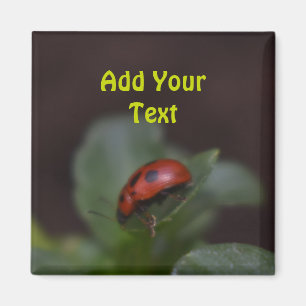 Ladybug auf Blume Magnet