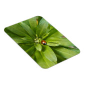 Ladybug auf Blume Magnet (Rechte Seite)