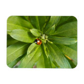 Ladybug auf Blume Magnet (Horizontal)