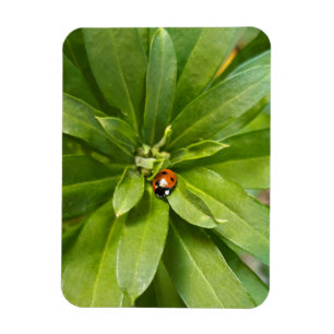 Ladybug auf Blume Magnet