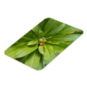 Ladybug auf Blume Magnet (Linke Seite)