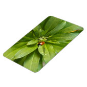 Ladybug auf Blume Magnet (Linke Seite)