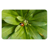 Ladybug auf Blume Magnet (Horizontal)