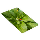 Ladybug auf Blume Magnet (Rechte Seite)