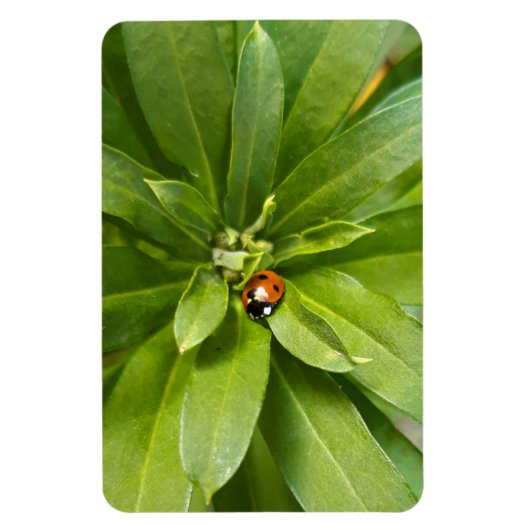 Ladybug auf Blume Magnet (Vertikal)