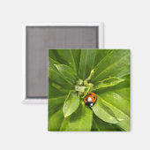 Ladybug auf Blume Magnet (Vorderseite/Rückseite)