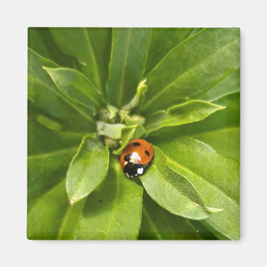 Ladybug auf Blume Magnet (Vorne)